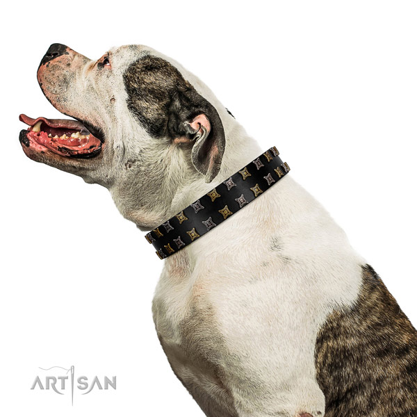 Dependable American Bulldog leather collar for daily
walking