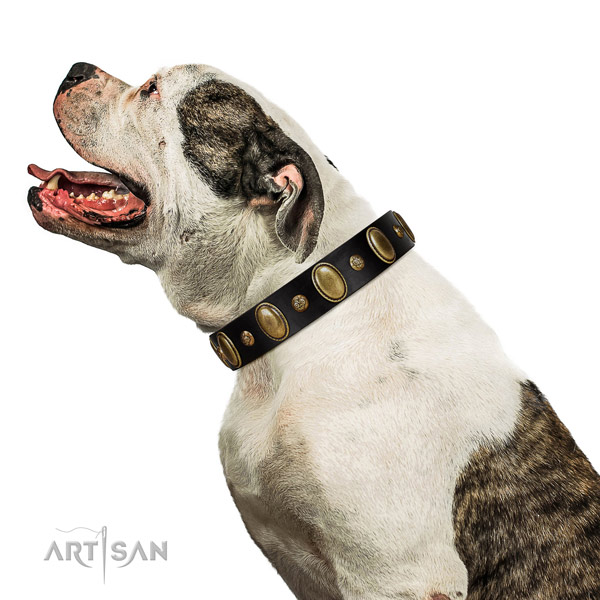 Comfortable full grain natural leather American Bulldog collar WITH Adornments