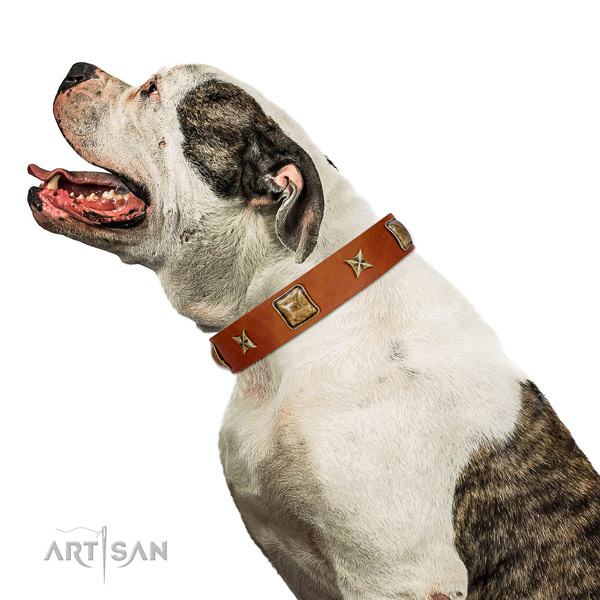 Safe tan leather American Bulldog collar for walking