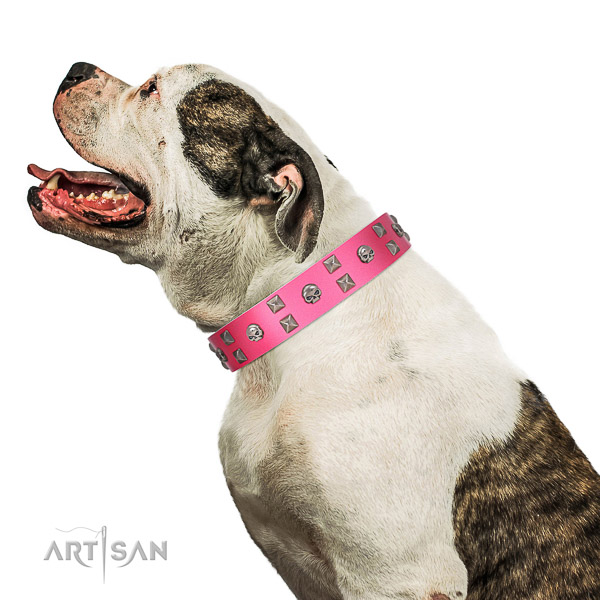 Extraordinary walking pink leather American Bulldog
collar with
chic decorations