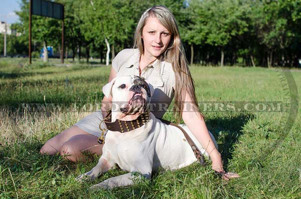 Walking Leather American Bulldog Collar