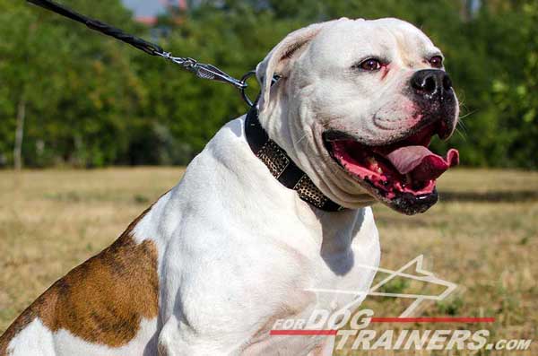 American Bulldog Collar with Plated Strap