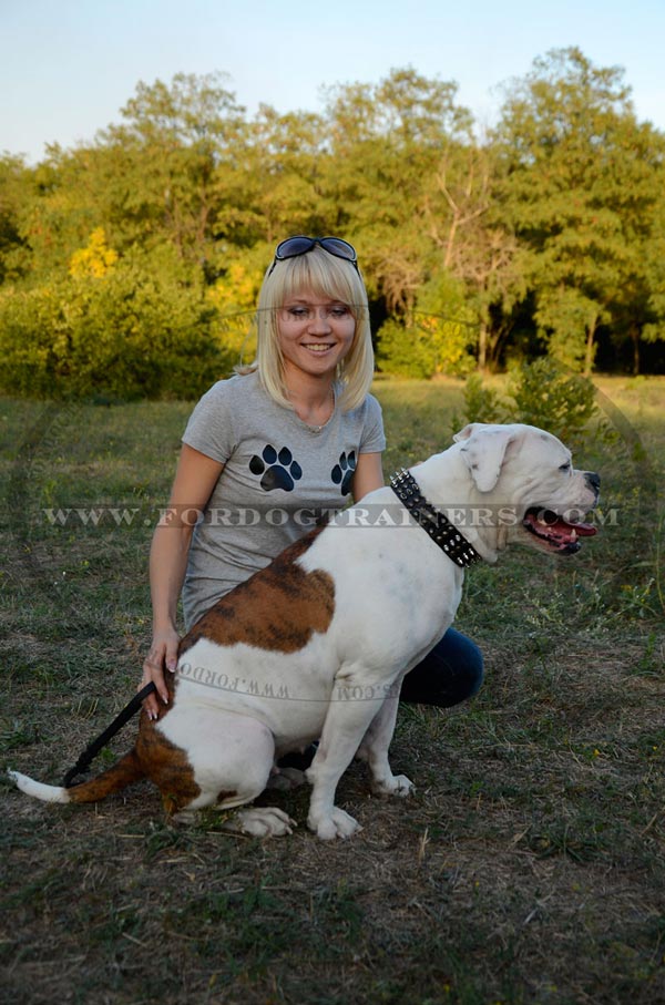 American Bulldog wearing Perfect Leather Dog Collar