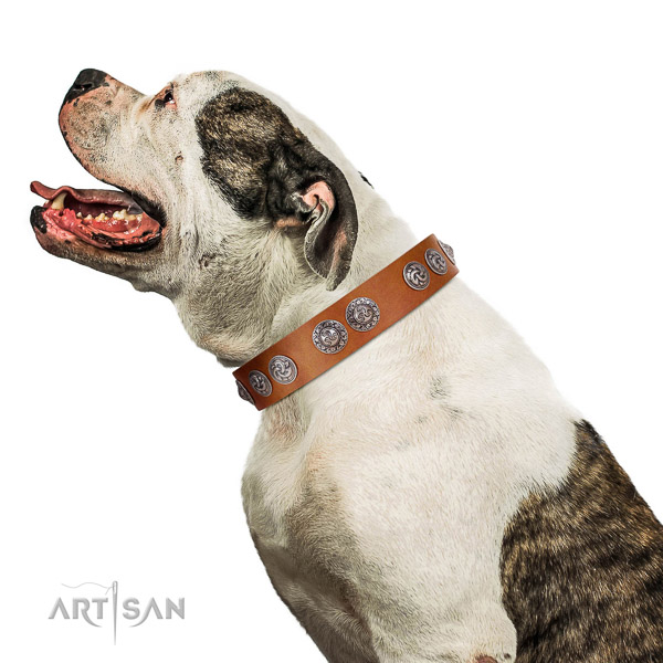 Adjustable full grain natural leather American Bulldog collar with circular plates