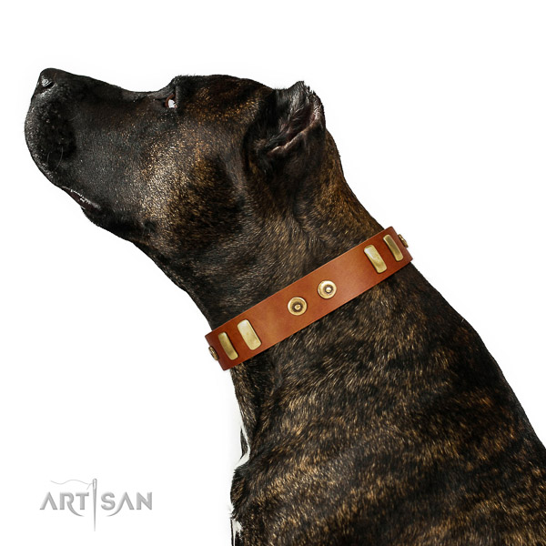 Time-proof Amstaff leather collar for daily walking in style