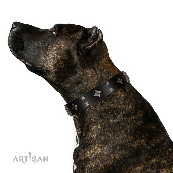 Safe leather Amstaff collar for irresistible look