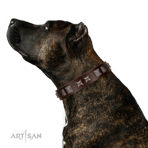 Extraordinary walking brown leather Amstaff collar with
modern decorations