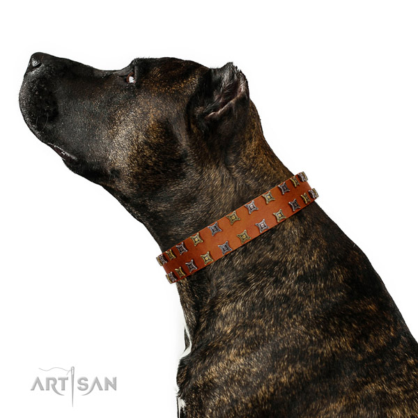 Tan leather Amstaff collar for daily activities
