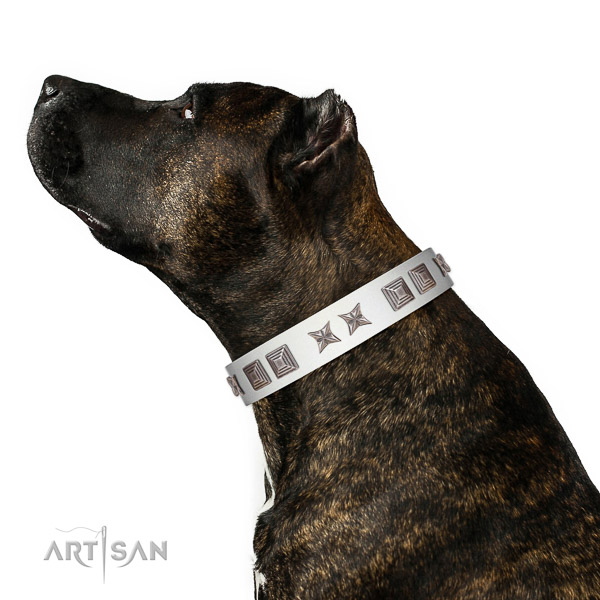 Comfortable leather Amstaff collar of first class materials