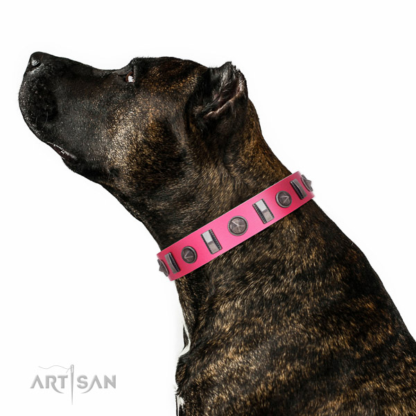 Decorated leather Amstaff collar for comfortable walking