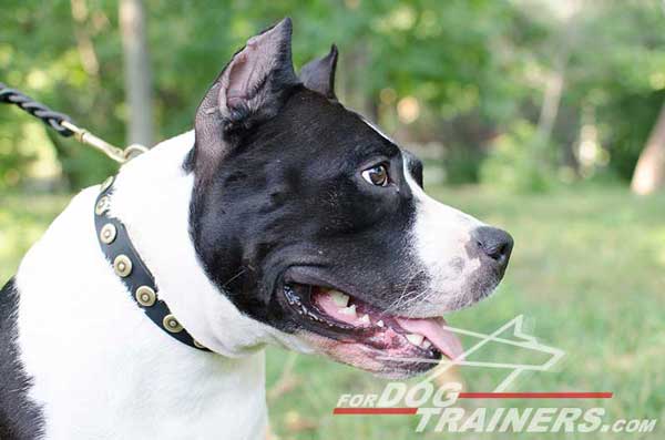Leather Amstaff Collar for training