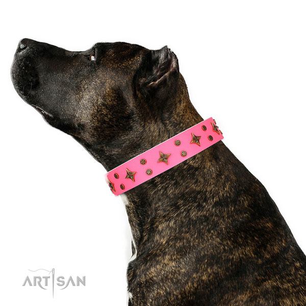 Amstaff perfect fit natural genuine leather dog collar with embellishments