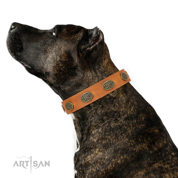 Amstaff everyday walking dog collar of trendy leather