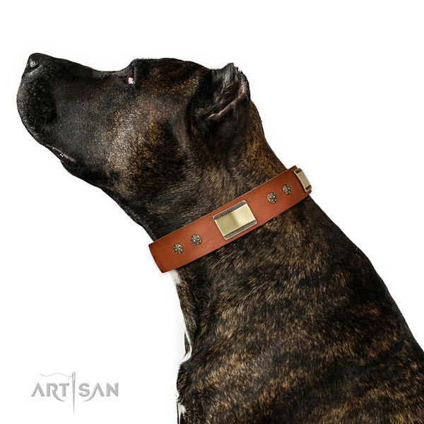 Amstaff basic training dog collar of remarkable quality genuine leather