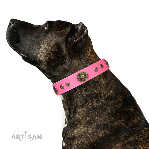 Amstaff convenient genuine leather dog collar with decorations