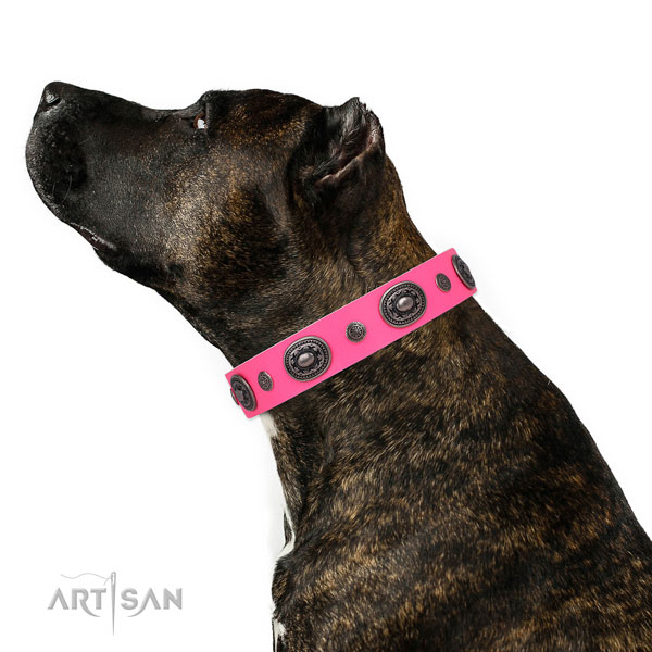 Amstaff fashionable leather dog collar with studs
