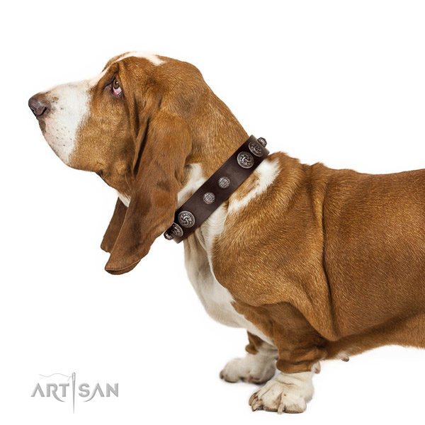 Royal look brown leather Basset Hound collar with
silver-like covered decorative elements