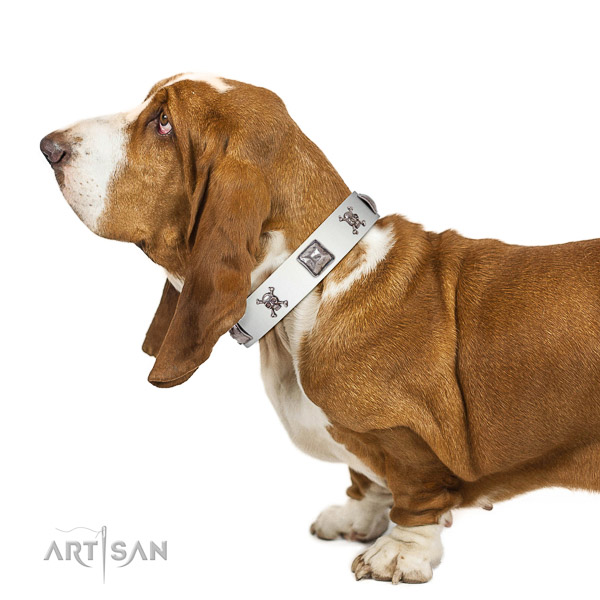Remarkable walking white leather Basset Hound collar with
chic decorations