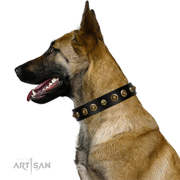 Wonderful Belgian Malinois Artisan leather collar for
better control