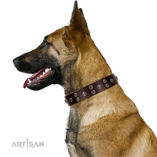 Extraordinary walking brown leather Belgian Malinois
collar with chic decorations