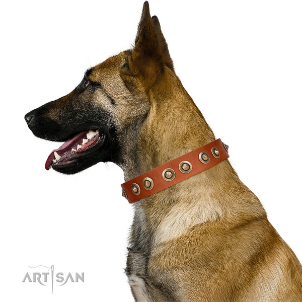 Highest Quality Tan Leather Belgian Malinois Collar with Riveted Decorations
