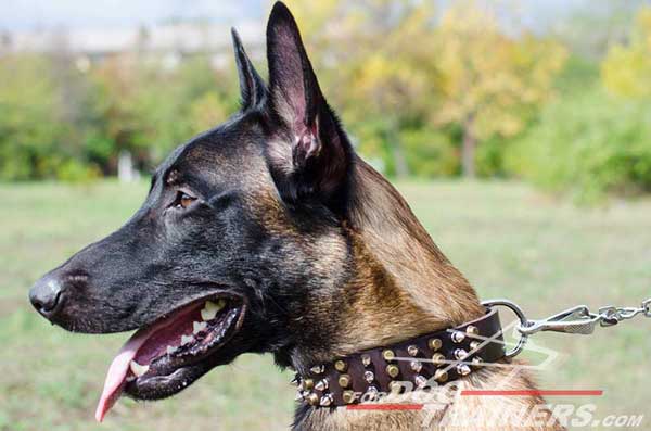 Leather Belgian Malinois Collar with spikes and pyramids 