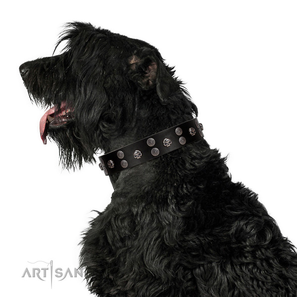 Extraordinary walking black leather Black Russian Terrier
collar with
chic decorations