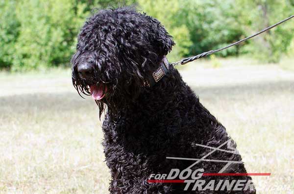 Black Russian Terrier Collar Handcrafted