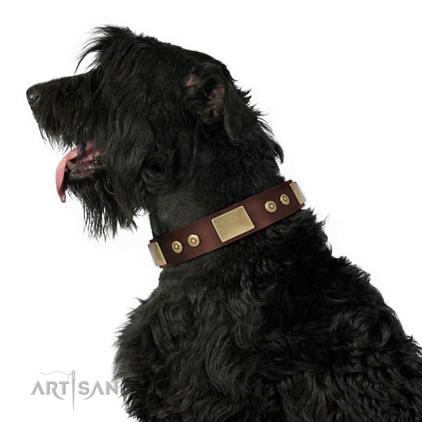 Black Russian Terrier everyday walking dog collar of awesome quality natural leather