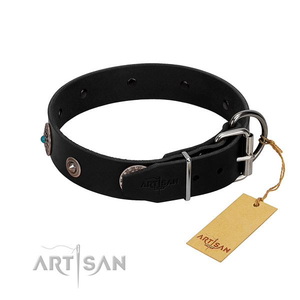 polished leather dog collar with chrome plated hardware