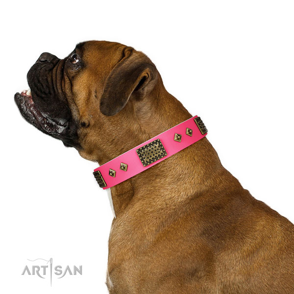 Boxer everyday walking dog collar of extraordinary quality genuine leather