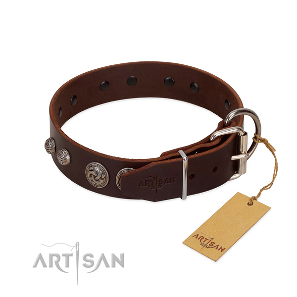 Fancy brown leather dog collar with sturdy fittings