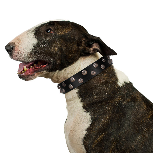 Comfortable walking leather Bull Terrier collar with
studs