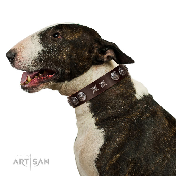 Extraordinary walking brown leather Bull Terrier collar
with
beautiful decorations