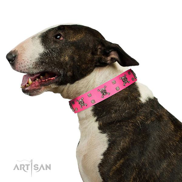 Walking leather Bull Terrier
collar for your four legged-friend