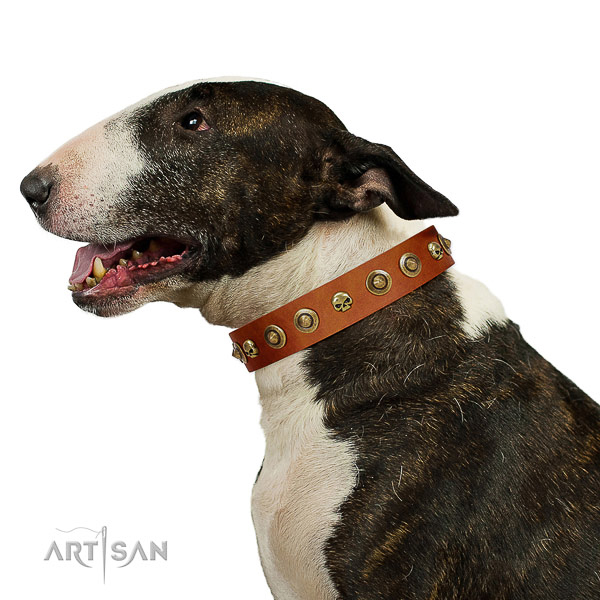Soft leather Bull Terrier collar for better handling
during walks