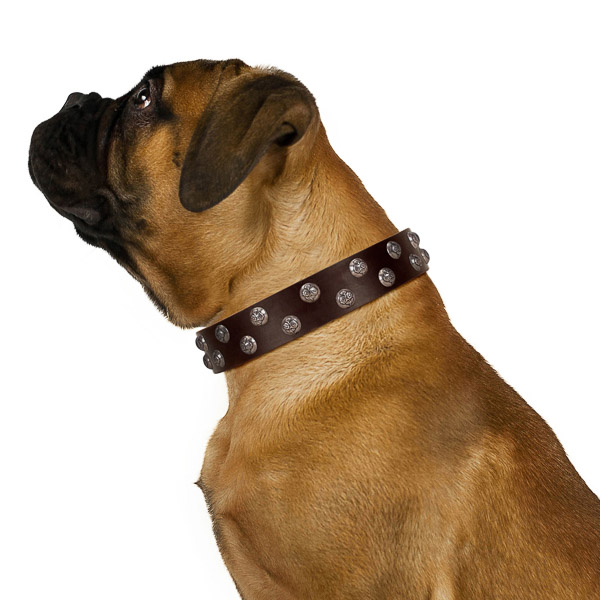 Dependable walking brown leather Bullmastiff collar of
premium quality