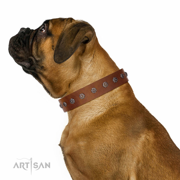 Extraordinary walking tan leather Bullmastiff collar with
chic decorations