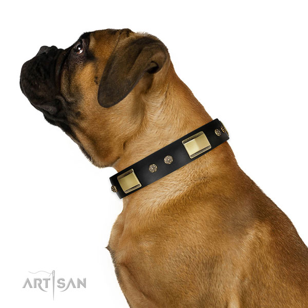Bullmastiff daily walking dog collar of incredible quality genuine leather
