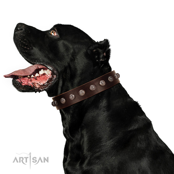 Extraordinary walking brown leather Cane Corso collar
with
modern decorations