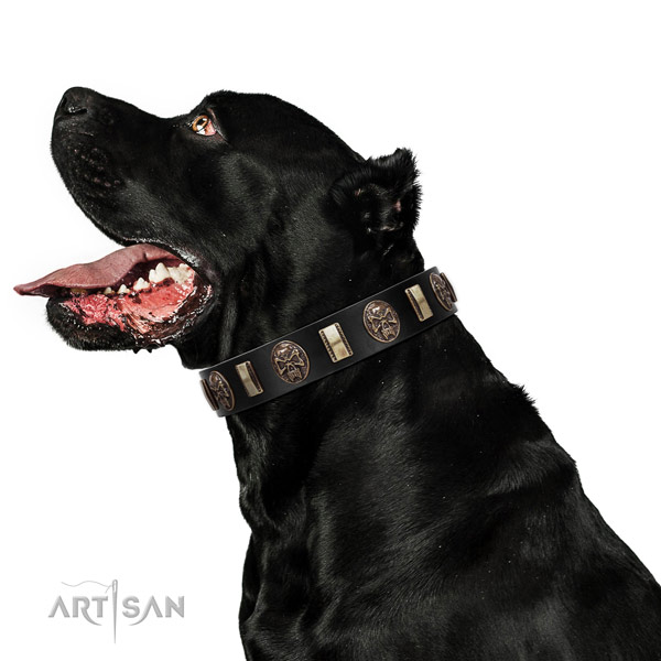 Cane Corso Genuine Leather Dog Collar with Riveted Decorations