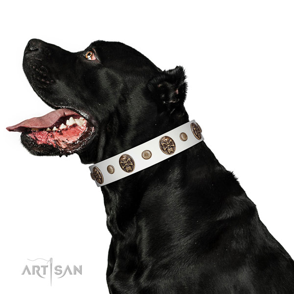Designer White Leather Cane Corso Collar with Hand Set Medallions