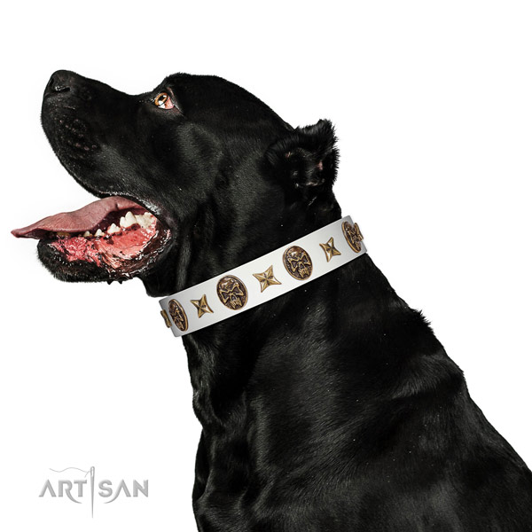 Strong Cane Corso Collar Made of Full Grain Genuine Leather