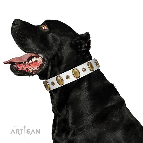 Soft Cane Corso leather collar for walking