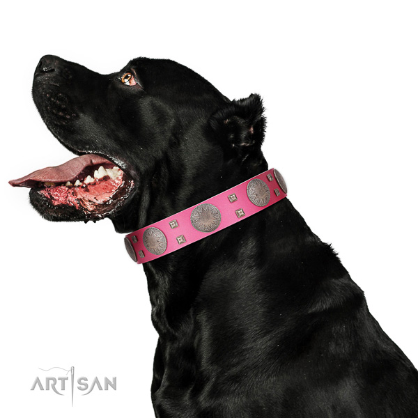 Extraordinary walking pink leather Cane Corso collar with
chic decorations