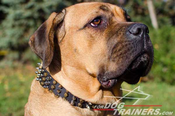 Leather Cane Corso Collar with brass pyramids 