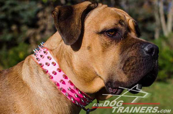 Spiked Leather Cane Corso Collar 