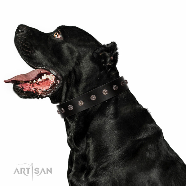 extra comfortable to wear leather Cane Corso
collar