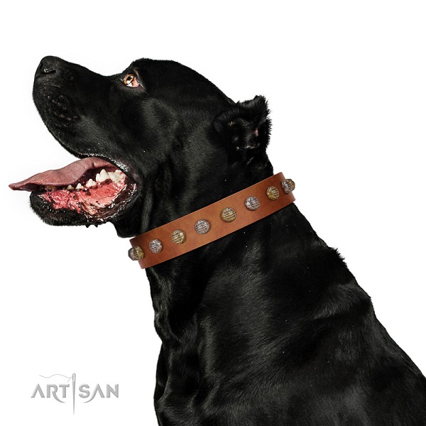Full grain natural leather Cane Corso collar with decorations