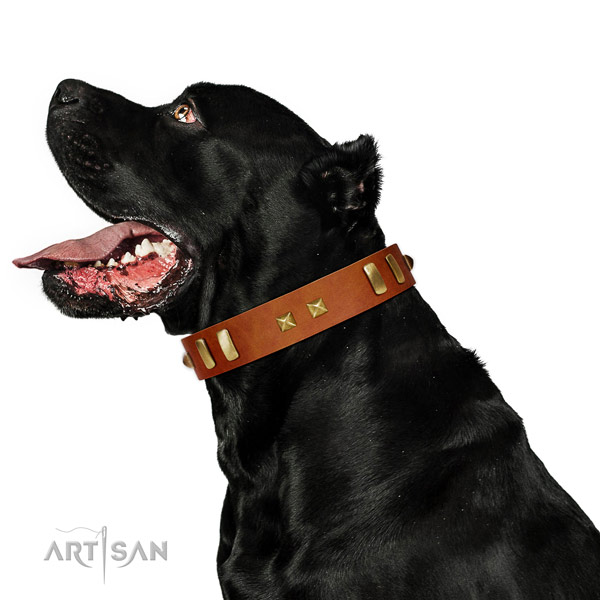 Daily walking dog collar of fine quality leather